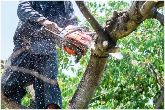 tree services Brownsboro